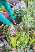 Planting a platycodon in a bed in summer.