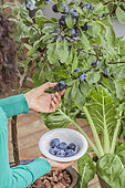 Harvesting plums from a plum tree grown in a pot on a terrace.