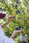Woman harvesting plums (late variety 'Datil', with small fruits) in September.