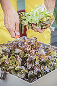 Harvest of a pot-grown 'Oakleaf' lettuce.