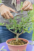 Potting a pruned olive tree in a pot, step by step. Training pruning.
