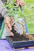 Potting a pruned bonsai olive tree in a pot, step by step. Filling with bonsai substrate.