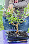 Repotting a bonsai olive tree in a pot, step by step. Final watering.