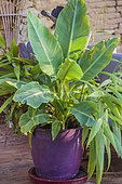 Composition of exotic foliage on a terrace in autumn, including Chinese dwarf banana (Musella lasiocarpa) and Palmgrass (Setaria palmifolia).