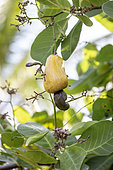 Cashew-nut (Anacardium occidentale) flowers and ripening fruit, Maranhao, Brazil