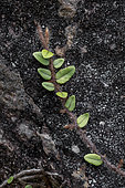 Fern (Microgramma vacciniifolia) creeping on rock, Ilhabela, Sao Paulo State, Brazil
