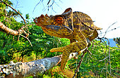 Parson's Chameleon (Calumma parsonii), male on a branch, North and East Madagascar.