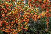Scarlet firethorn (Pyracantha coccinea) with orange berries