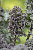 Kale 'Redbor'