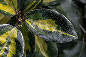 Elaeagnus (Elaeagnus x submacrophylla = Elaeagnus x ebbingei) 'Limelight'