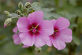 African mallow (Anisodontea capensis) 'El Rayo'