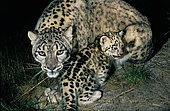 Snow leopard (Panthera uncia) female with kitten on grass