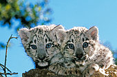 Snow leopard (Panthera uncia) kittens