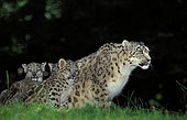 Snow leopard (Panthera uncia) female with kittens on grass