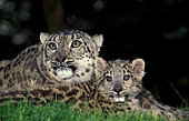Snow leopard (Panthera uncia) female with kitten