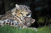 Snow leopard (Panthera uncia) female with kitten