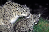 Snow leopard (Panthera uncia) female with kitten