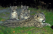 Snow leopard (Panthera uncia) female with kittens on grass