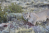 Puma (Puma concolor), female individual feeding on the carcass of a guanaco, Torres del Paine National Park, Magallanes Region and Chilean Antarctic, Chile