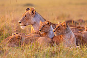 Lioness (Panthera leo) with youngs in savanna, Masai Mara National Reserve, National Park, Kenya