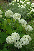 White hydrangea 'Annabelle' , Hydrangea arborescens 'Annabelle' in flower in spring