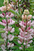 Flowers of pink Lupines (Lupinus sp) after rain,