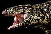 Golden tegu (Tupinambis teguixin) portrait on black background
