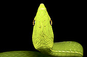 Green vine snake (Oxybelis fulgidus) portrait on black background