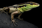 Striped forest whiptail (Kentropyx calcarata) portrait on black background