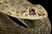 eastern Montpellier snake (Malpolon insignitus) portrait sur fond noir