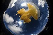 Golden jellyfish (Mastigias papua etpisoni) and clouds in Jellyfish Lake, Palau.