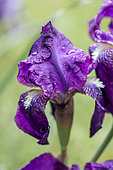 Bearded iris (Iris germanica) with raindrops, Gard, France