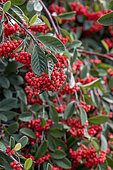 Late Cotoneaster (Cotoneaster lacteus) with fruits in autumn, Cotes-d'Armor, France