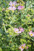 Rock rose (Cistus parviflorus) in bloom