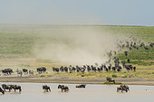 Blue wildebeest (Connochaetes taurinus) and common zebras (Equus quagga) running to a waterhole, Ndutu Conservation Area, Serengeti, Tanzania.