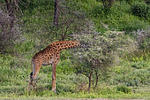 Masai giraffe (Giraffa camelopardalis tippelskirchi) feeding, Ndutu Conservation Area, Serengeti, Tanzania.