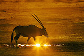 South African Oryx (Oryx gazella) walking in sand at sunset in Kgalagadi transfrontier park, South Africa