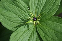 Four-leaved Parisette (Paris quadrifolia), flower, forest, Offemont, Territoire de Belfort, France