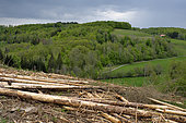 Decline of spruces, bark beetle attacks combined with drought, logs, forest, Servance, Haute Saone, France