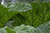 Leaf, Giant Rhubarb (Gunnera manicata), Botanical Garden, Strasbourg, Bas-Rhin, France