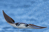 Munk's pygmy devil ray / Munk's mobula (Mobula munkiana) flying out of the water, Baja California, Sea of Cortez (Gulf of California), Mexico, Pacific Ocean.