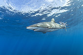 Silky shark (Carcharhinus falciformis), with Pilot fish (Naucrates ductor) swimming beneath the surface of the ocean. Baja California, Mexico, Pacific Ocean.