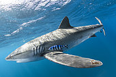 Silky shark (Carcharhinus falciformis), female with many scratches and bite marks- wounds from recently mating. During copulation the male bites the female often on the pectoral fin. Baja California, Mexico, Pacific Ocean.
