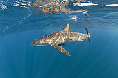 Silky shark (Carcharhinus falciformis), female with many scratches and bite marks- wounds from recently mating. During copulation the male bites the female often on the pectoral fin. Baja California, Mexico, Pacific Ocean.