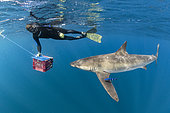 Shark handler attracts Silky shark (Carcharhinus falciformis), female with many scratches and bite marks- wounds from recently mating. During copulation the male bites the female often on the pectoral fin. Baja California, Mexico, Pacific Ocean.