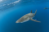 Silky shark (Carcharhinus falciformis), female with many scratches and bite marks- wounds from recently mating. During copulation the male bites the female often on the pectoral fin. Baja California, Mexico, Pacific Ocean.