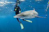 Shark handler holding Silky shark (Carcharhinus falciformis), female with many scratches and bite marks- wounds from recently mating. During copulation the male bites the female often on the pectoral fin. Baja California, Mexico, Pacific Ocean.