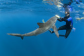 Shark handler holding Silky shark (Carcharhinus falciformis), female with many scratches and bite marks- wounds from recently mating. During copulation the male bites the female often on the pectoral fin. Baja California, Mexico, Pacific Ocean.