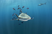 Silky shark (Carcharhinus falciformis), with Pilot fish (Naucrates ductor) swimming beneath the surface of the ocean. Baja California, Mexico, Pacific Ocean.
