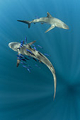 Couple of Silky shark (Carcharhinus falciformis), one with Pilot fish (Naucrates ductor) swimming beneath the surface of the ocean. Baja California, Mexico, Pacific Ocean.